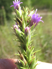 Liatris glandulosa