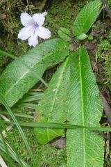Streptocarpus rexii