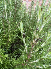 Chrysolina americana