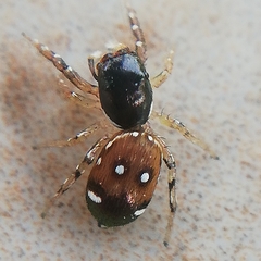 Salticidae