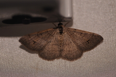 Digrammia muscariata