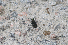 Cicindela sachalinensis