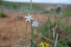Tulbaghia cominsii