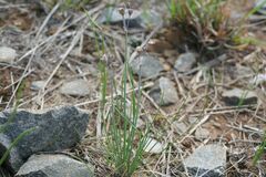 Tulbaghia cominsii