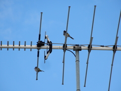 Phylidonyris novaehollandiae