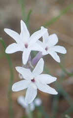 Tulbaghia cominsii