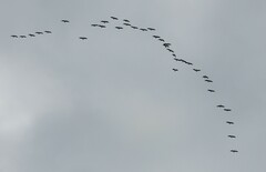 Threskiornis spinicollis