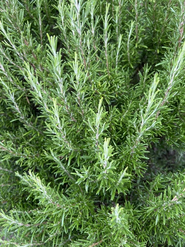 Salvia rosmarinus