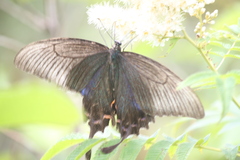 Papilio maackii