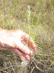 Liatris glandulosa