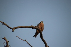 Falco longipennis