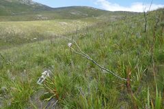 Watsonia knysnana