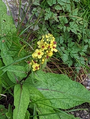 Verbascum nigrum