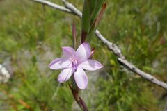 Watsonia knysnana
