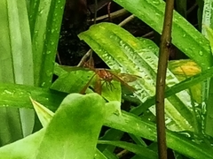 Neurothemis fluctuans