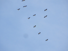 Threskiornis spinicollis