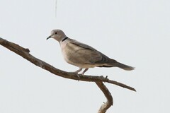 Streptopelia roseogrisea