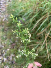 Galium album