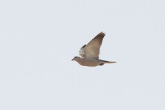 Streptopelia roseogrisea