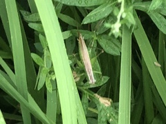 Conocephalus exemptus