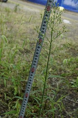 Erigeron canadensis