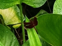 Neurothemis fluctuans