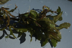 Potamogeton lucens