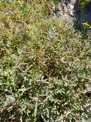 Atriplex semibaccata