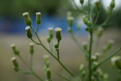 Erigeron canadensis