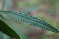 Erigeron canadensis