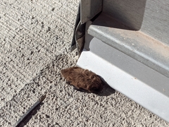 Pipistrellus pipistrellus