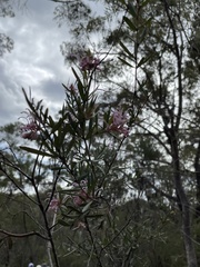 Grevillea sericea