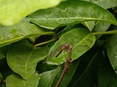 Neurothemis fluctuans