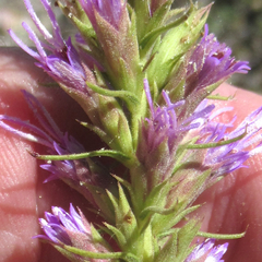 Liatris glandulosa