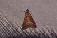 Pyrausta volupialis