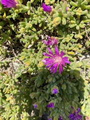 Drosanthemum