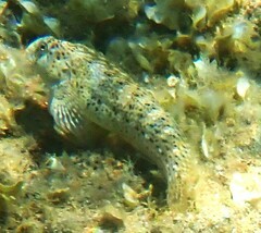 Parablennius sanguinolentus