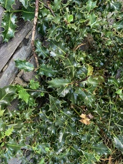 Ilex aquifolium