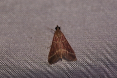 Pyrausta volupialis
