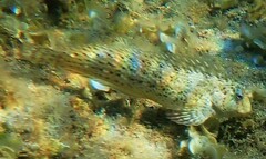 Parablennius sanguinolentus