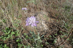Scabiosa columbaria