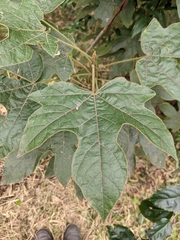 Brachychiton discolor