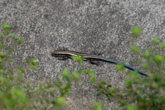 Plestiodon finitimus