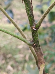 Brachychiton discolor