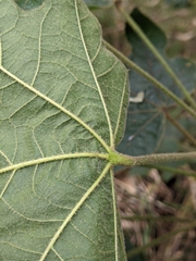 Brachychiton discolor