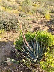 Aloe