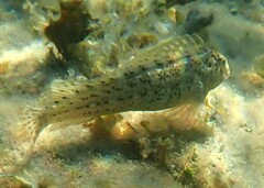 Parablennius sanguinolentus