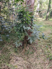 Brachychiton discolor