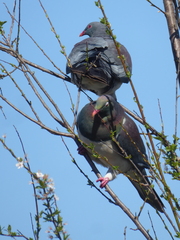 Hemiphaga novaeseelandiae novaeseelandiae
