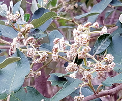 Spyridium globulosum